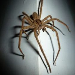 Exterminator Wayne NJ Spider Control