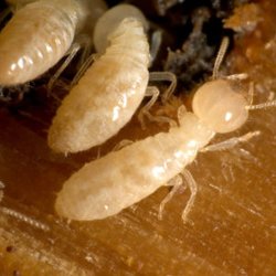 Exterminator Wayne NJ Termite Control