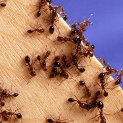 Exterminator Wayne NJ Ant Removal Services
