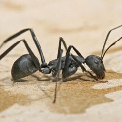 Hudson Valley Carpenter Ant Exterminator
