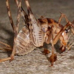 Exterminator Wayne NJ Cave Cricket Removal Services