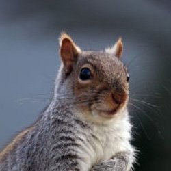 Exterminator Wayne NJ Squirrels Removal Services