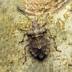 Stink Bug Exterminator in Hudson Valley